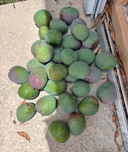 Large mangoes