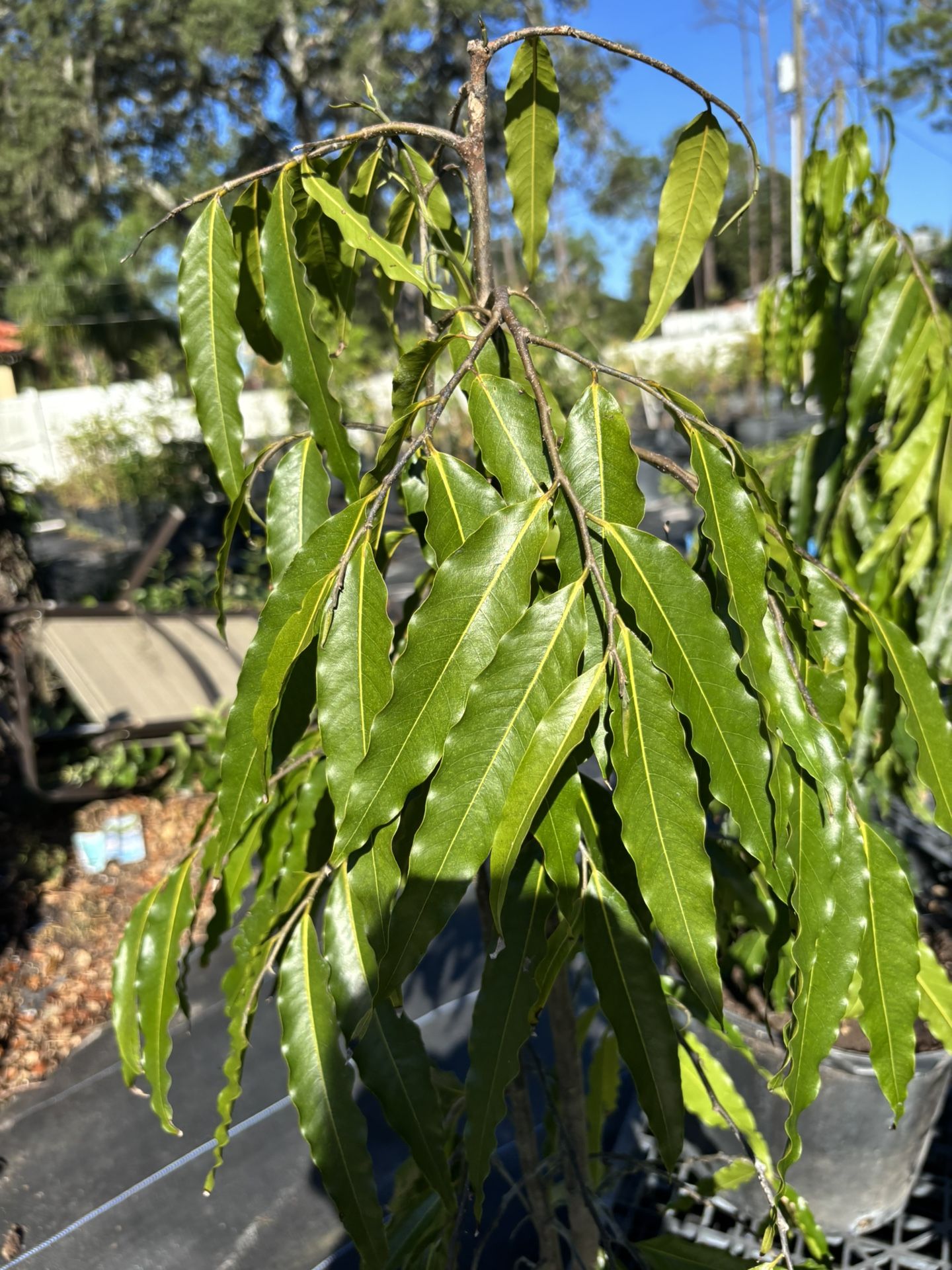 Ashoka plant 3ft tall in 5 gallon