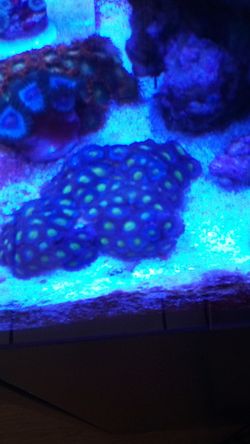 Aoi zoa mini Colony (Reef Aquarium)