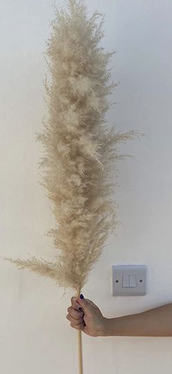 Pampas Grass