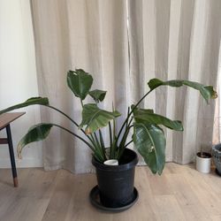 Bird Of Paradise 