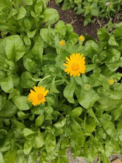 Calendula flower