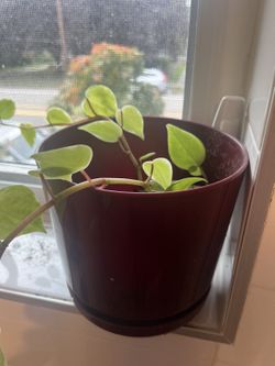 Aloe Vera Plant in Pot — Live Succulent