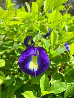 Butterfly pea seedlings