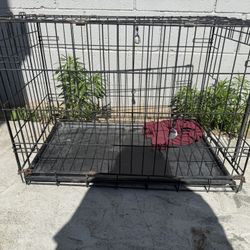 Dogs Kennel 