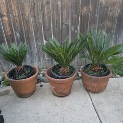 3 Sago Palms