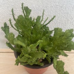 Euphorbia Flanaganii  Crested