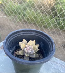 Ghost Plant 🪴