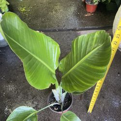 Specialty*** Variegated white bird of paradise, exact plant, 95820