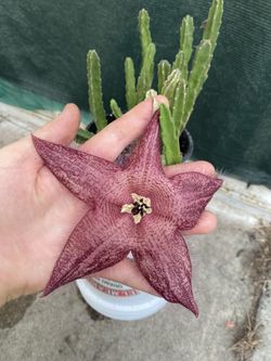 Planta De Stapelia Con Flor Grande , En Maceta De 6 Pulgadas Pick Up Only