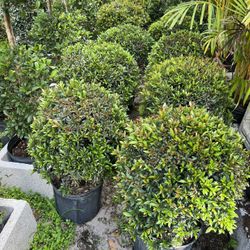 Single Ball Topiary In 3 gls Pot. SPECIAL PRICE 🤩