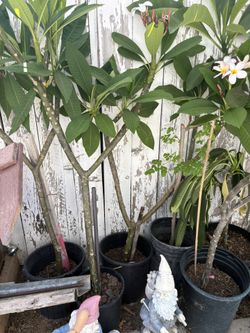 Planta, plomería, color, rosita, bajito
