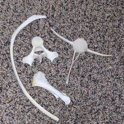 Mammal Bone Fragments  Four Dried Out  "2025 