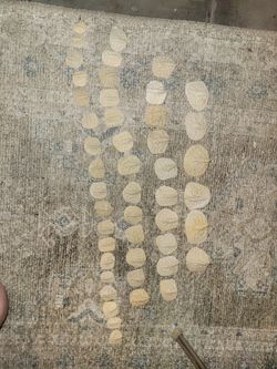 Alligator Teeth & Scutes