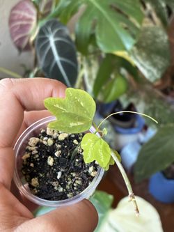 Passiflora trifasciata