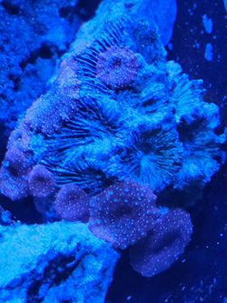 Superman mushroom colony