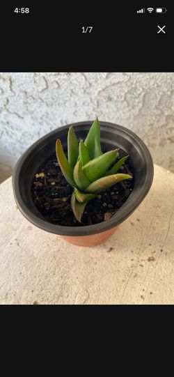 4 Inch Pot Rare Succulent Plant - Aloe - Walmsley's Bronze - Rooted & Established - Drought Resistant - 🪴