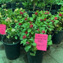 Euphorbia Plants Red Flowers $45