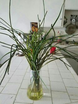 Planta artificial.