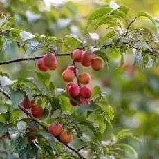 2 American Plum Saplings