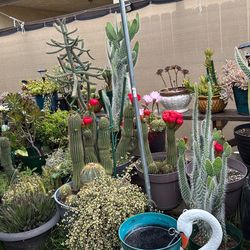 Cactus