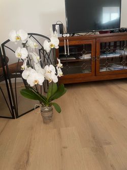 Orchid