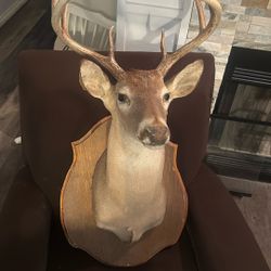 Deer Head
