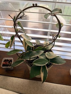 Plant