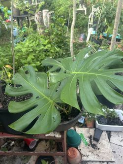 Monstera Plant