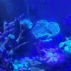 Fish Tahak Tanque En Equipamiento 