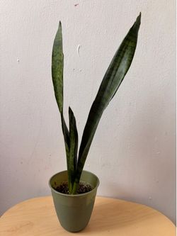 Snake plant