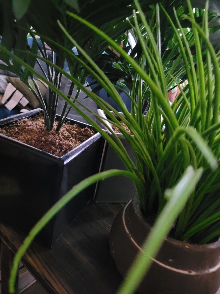 Fake Plants In Nice Pots Artificial Faux Plantas