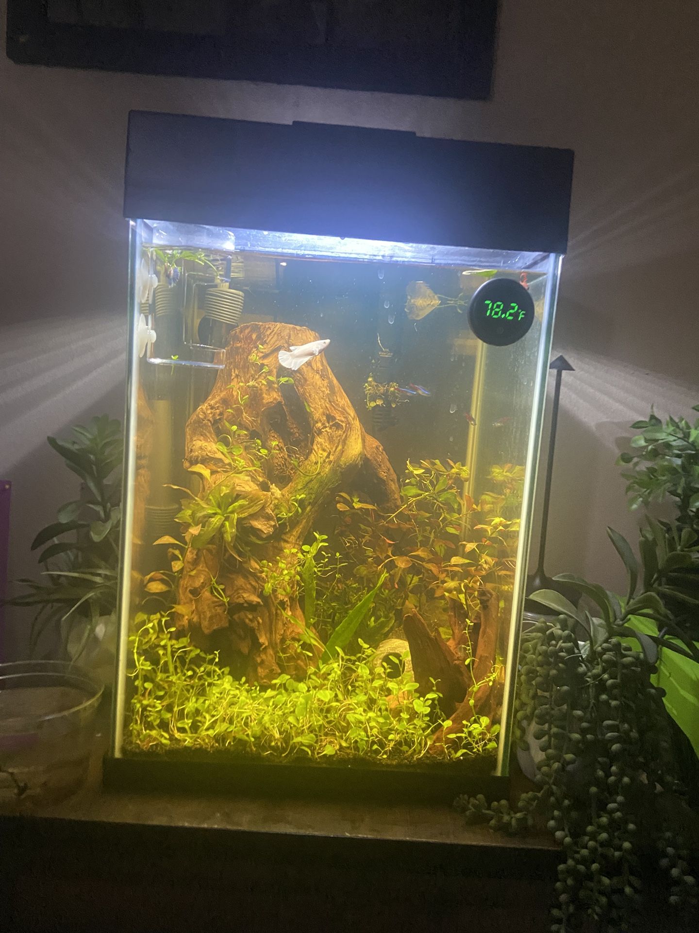 10 Gallon Fish Tank Full Set