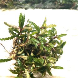 Bucephalandra Catherinae Red Mini Clump