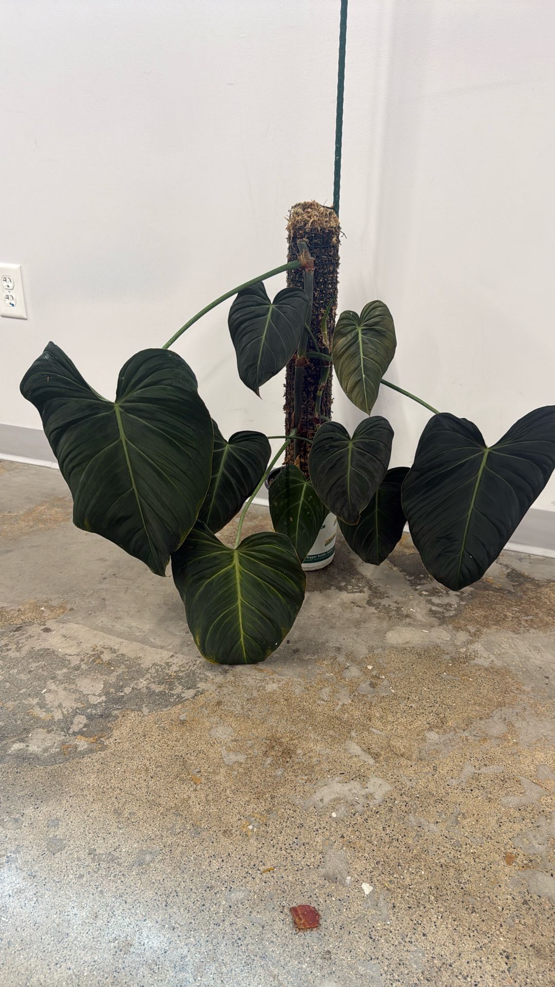 Philodendron Glorious 