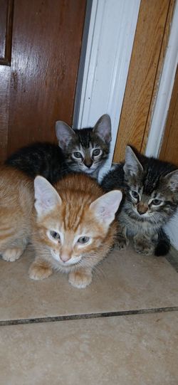 Kittens for sale Lyons ilinois