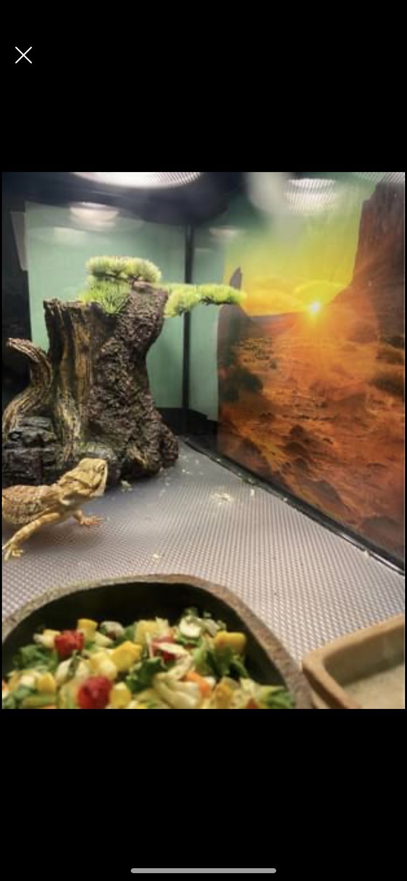 I have (2) 10 gallon tanks with screened lids and reptile carpet substrate. $20 EACH