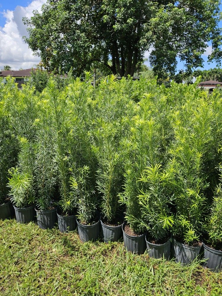 podocarpus over 4 feet tall Instant Privacy Hedge For Fence Green Full Ready