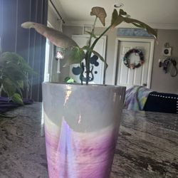 Pink Arrowhead Plant