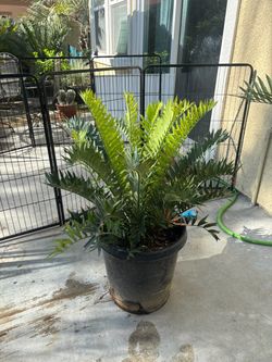 Encephalartos arenarius cycad