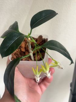 Hoya Multiflora blooming