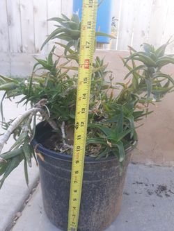 Climbing Aloe
