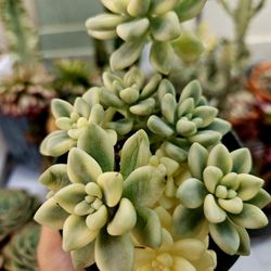 Korean Succullen 