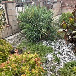 Aloe Vera For Free: You cut you take. 10 plants available