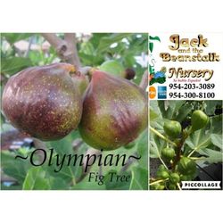 Olympian Fig Fruiting 3gal Arboles De Higo Fruteando 