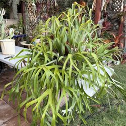 Staghorn Fern Ready To Be Hung From A Chain Under A Large Tree Branch