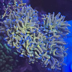 Coral - Holy Grail Variant Torch Colony 6 Heads