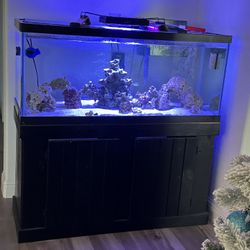 Reef Aquarium 