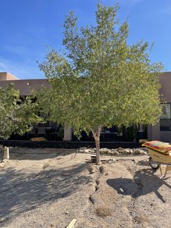 Mature Lacebark Elms / Chinese Elm