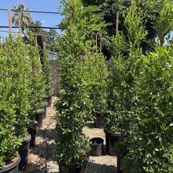 Ficus Nitida Indian Laurel Hedge